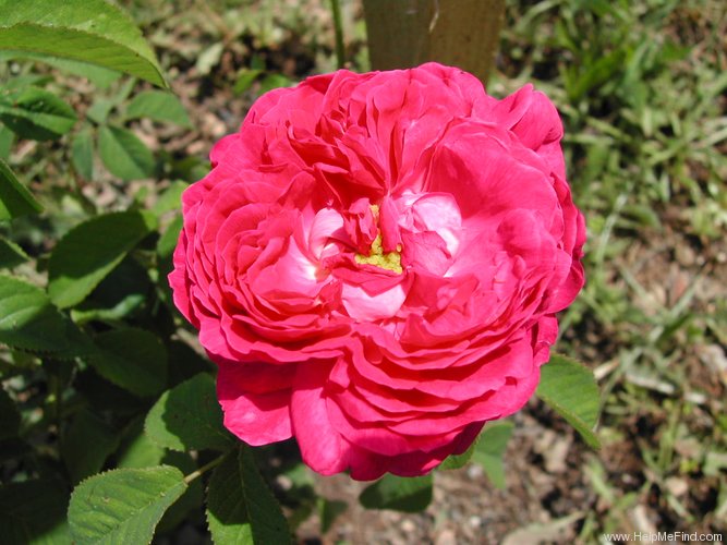 'Duchess of Buccleuch' rose photo