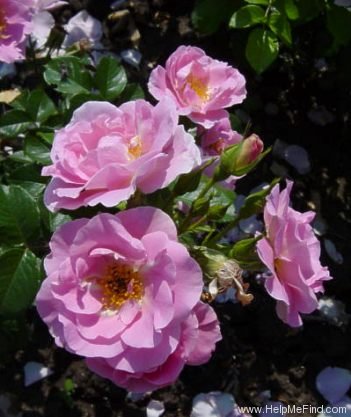 'Pink Robusta ®' rose photo