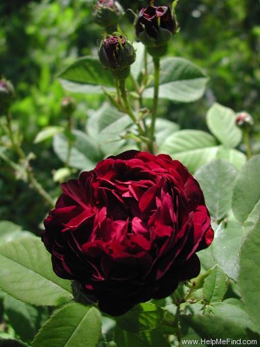 'Ombrée Parfaite' rose photo