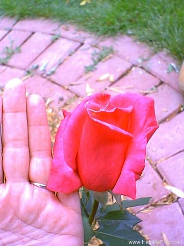 'First Prize' rose photo