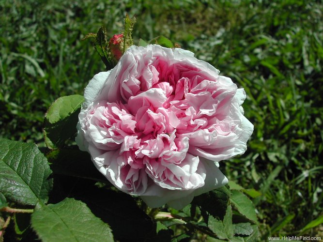 'Hortense Vernet' rose photo
