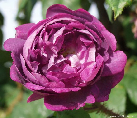'Japonica (Moss)' rose photo