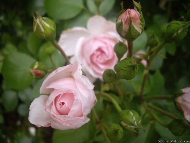 'Cinderella ™ (climber, Kordes 2003)' rose photo