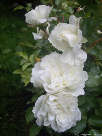 'White Meillandina' rose photo