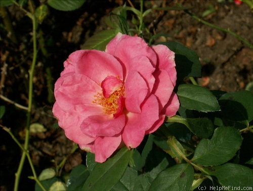 'Abundance (floribunda, Gandy, 1974)' rose photo