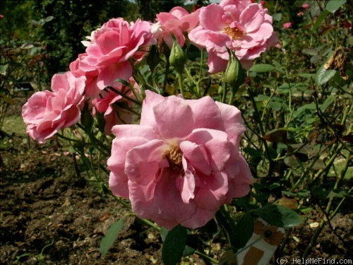 'Abundance (floribunda, Gandy, 1974)' rose photo