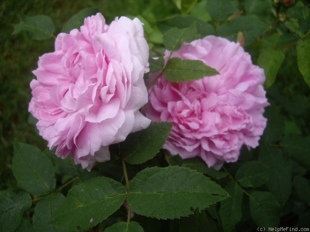 'Jacques Cartier' rose photo