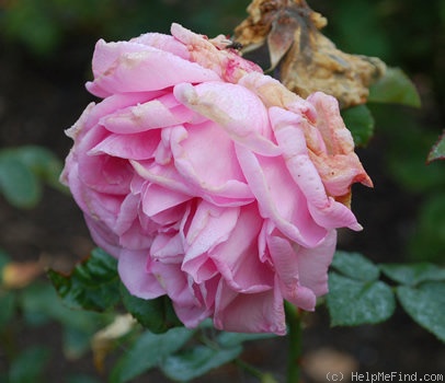'Jean Rameau' rose photo
