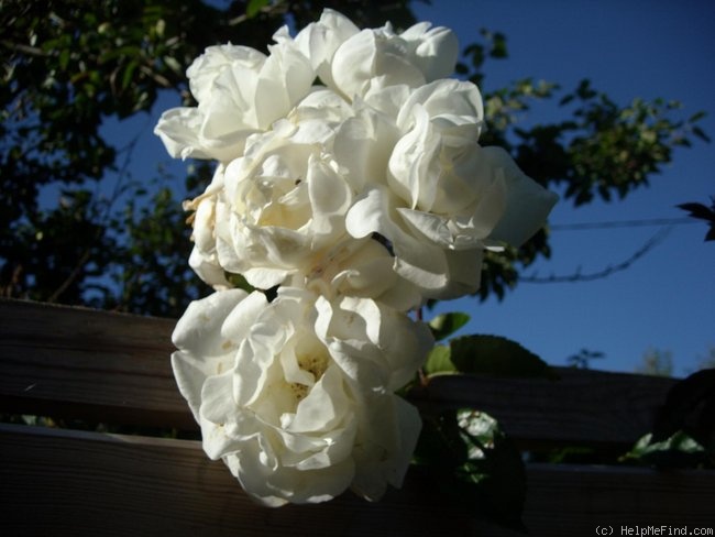 'Purity (climber, Hoopes, 1917)' rose photo