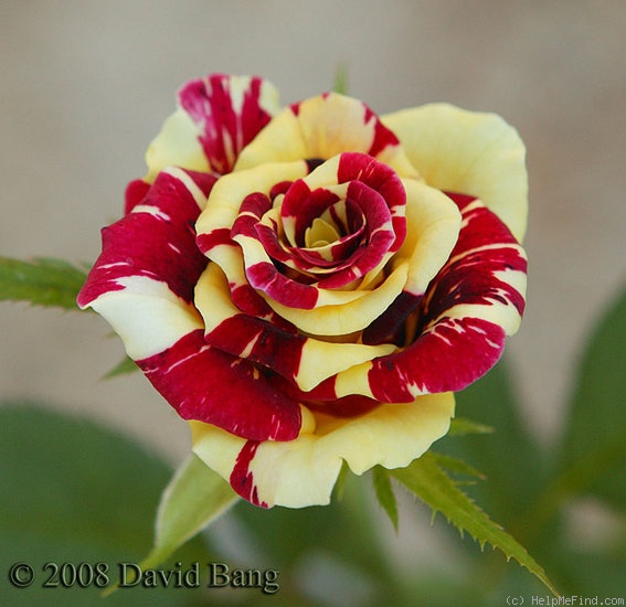 'Simsalabim (florists rose, Kordes, 2002)' rose photo