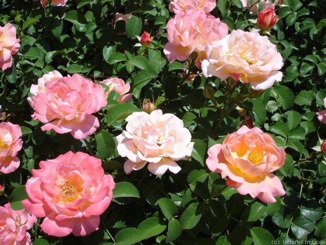 'Cubana ™ (shrub, Kordes 2001)' rose photo