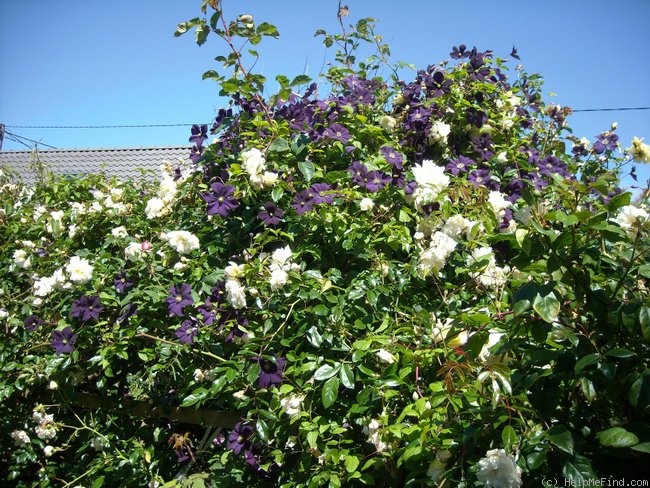 'Etoile Violette' clematis photo