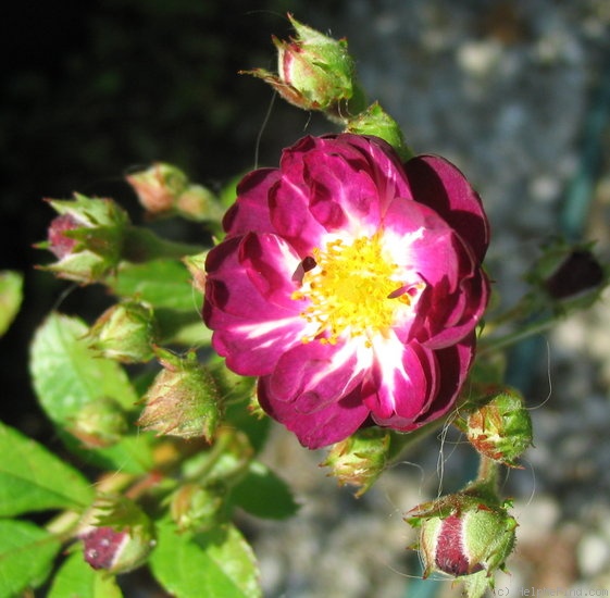 'Violet Hood' rose photo