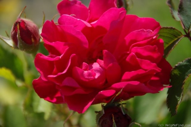 'Morden Amorette' rose photo