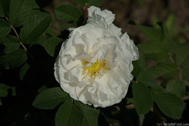 'Lac Majeau' rose photo