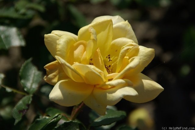 'Bernstein (hybrid polyantha, VEG, 1972)' rose photo