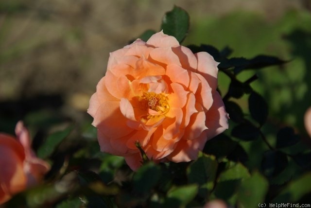 'Flower Power (mini-flora, Fryer, 1998)' rose photo