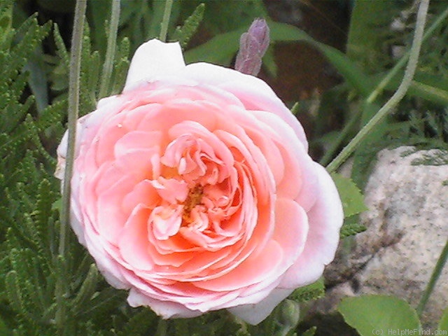 'Abraham Darby' rose photo