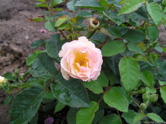 'Penelope (hybrid musk, Pemberton 1924)' rose photo