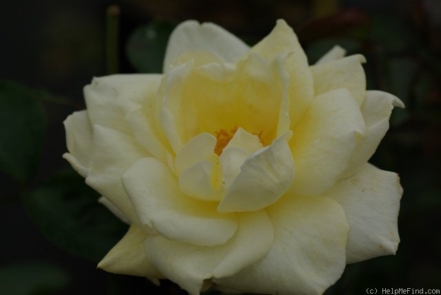 'Racy Lady' rose photo