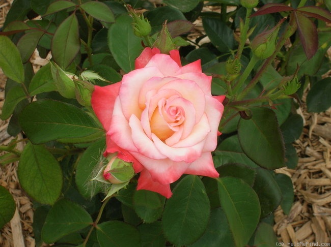 'Gemini (hybrid tea, Zary 1999)' rose photo