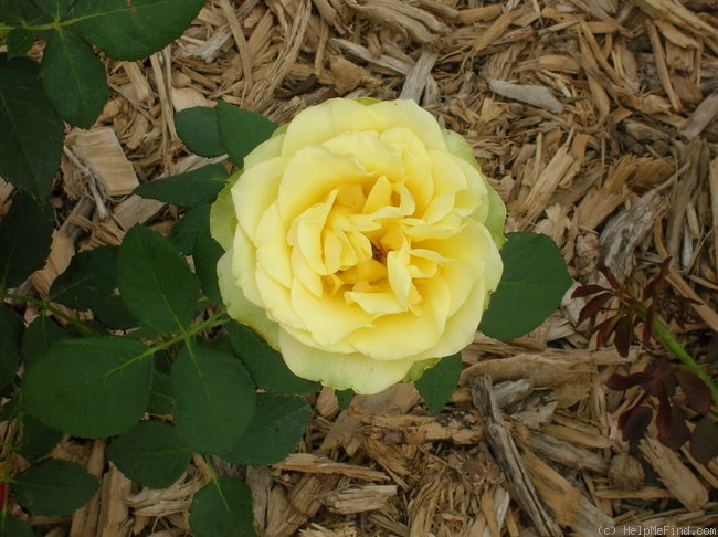 'St. Patrick ™ (hybrid tea, Strickland, 1986)' rose photo