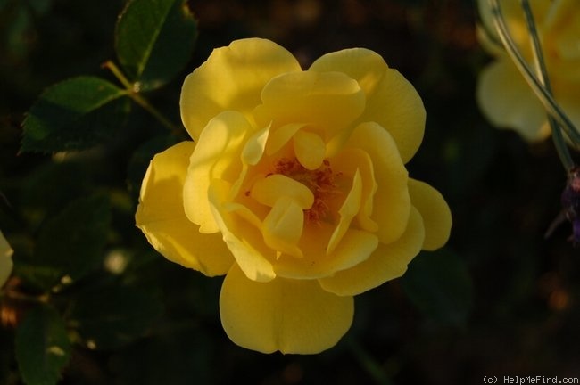 'Dolly Dot' rose photo