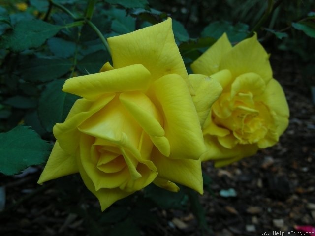 'Lanvin' rose photo