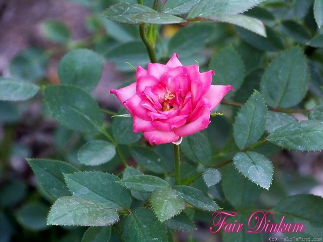 'Fair Dinkum ™' rose photo