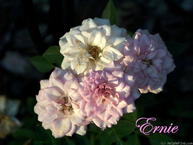 'Ernie' rose photo