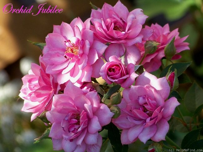 'Orchid Jubilee ™' rose photo