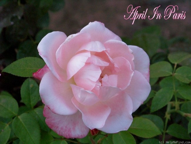 'April In Paris ™' rose photo