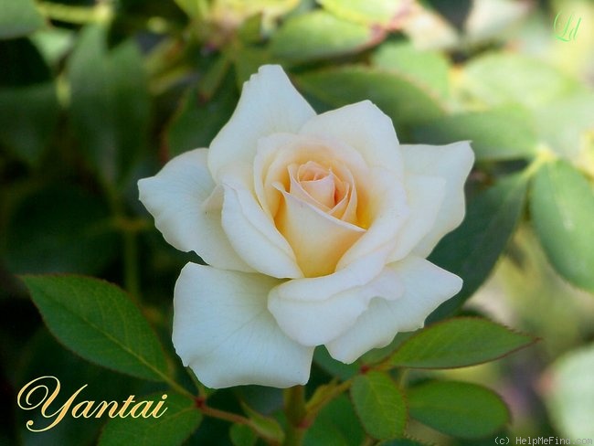 'Yantai' rose photo