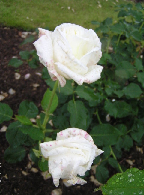 'White Love' rose photo