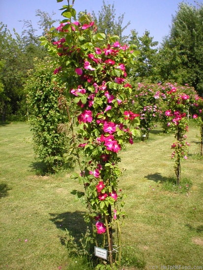 'Carmine Pillar' rose photo