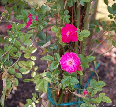 'Red Explorer' rose photo