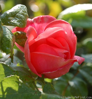 'Autumn Sunlight' rose photo