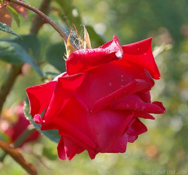 'Solo (climber, Tantau, 1956)' rose photo