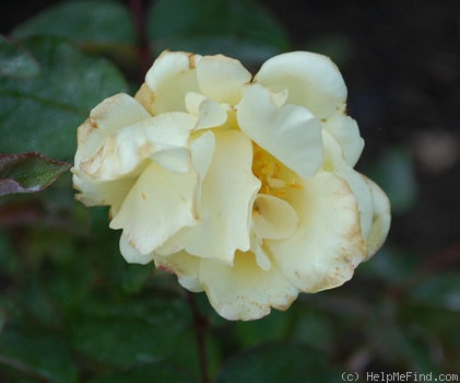 'La Sylphide (tea, Guérin/Vibert, 1838)' rose photo