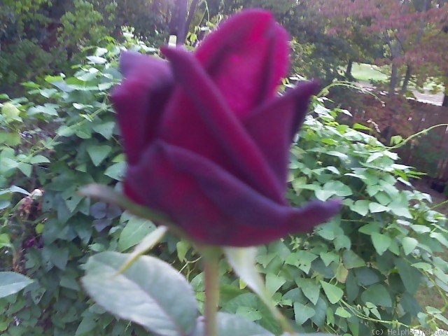 'Black Velvet' rose photo