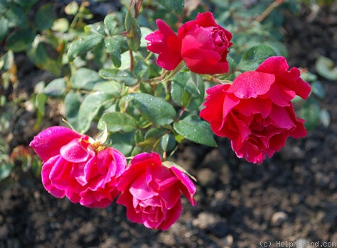 'Audie Murphy' rose photo