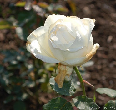 'White Christmas' rose photo