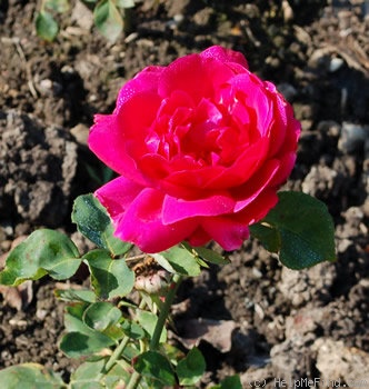 'Mrs. Clement Yatman' rose photo