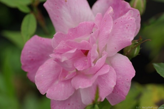 'Old Blush' rose photo