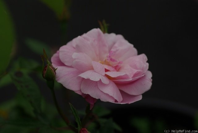 'Old Blush' rose photo