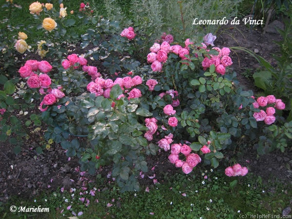 'Leonardo da Vinci ® (Floribunda, Meilland, 1993)' rose, click to enlarge 'Leonardo da Vinci ® (Floribunda, Meilland, 1993)' rose photo