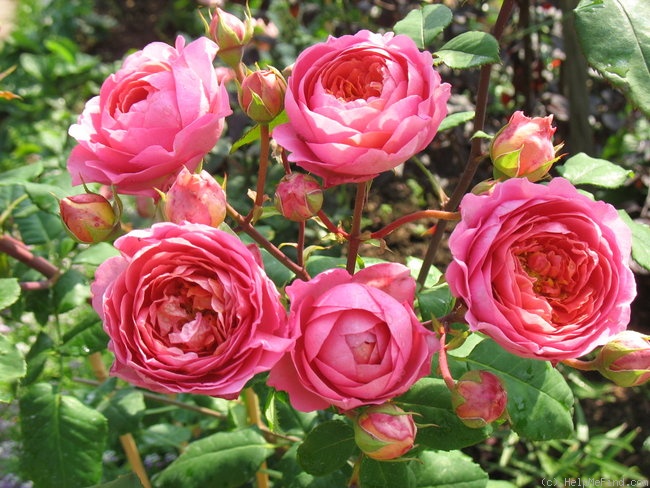 'Amandine Chanel ®' rose photo