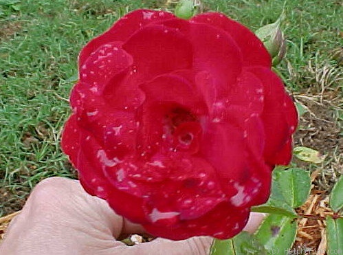 'Eutin' rose photo