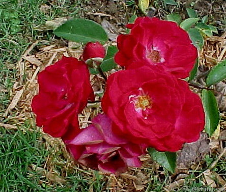 'Eutin' rose photo