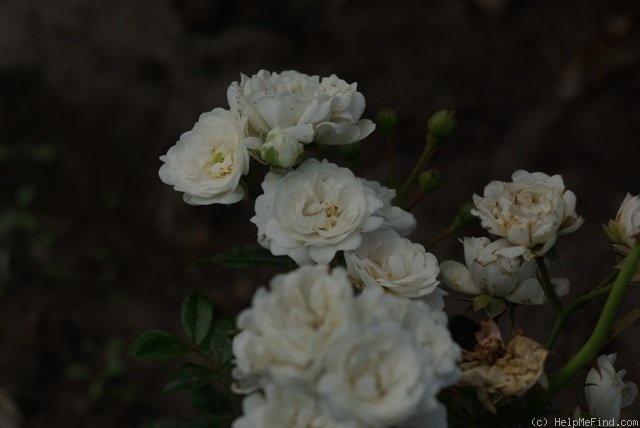 'White Fairy (miniature, Sequoia, 1952)' rose photo